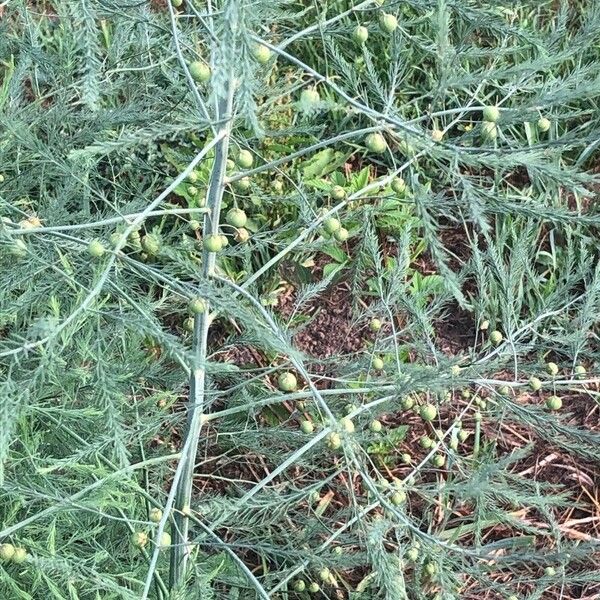 Asparagus officinalis Fruit