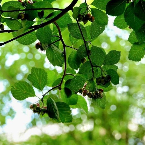 Crataegus crus-galli Прочее