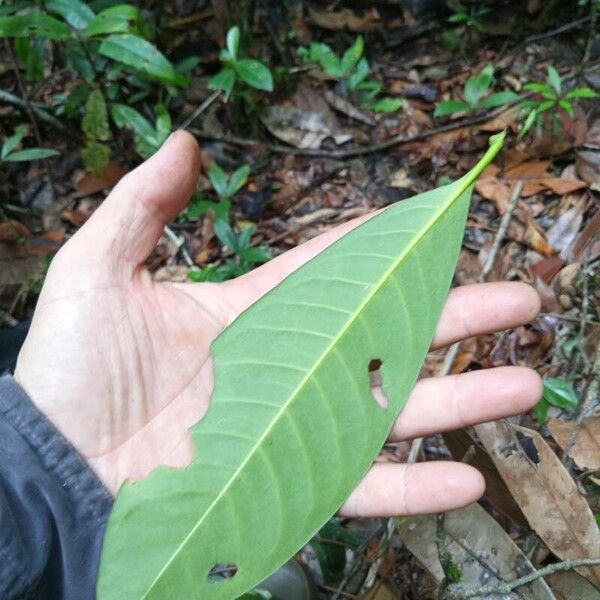 Ixora sparsifolia Лист