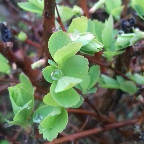 Spiraea trilobata 葉