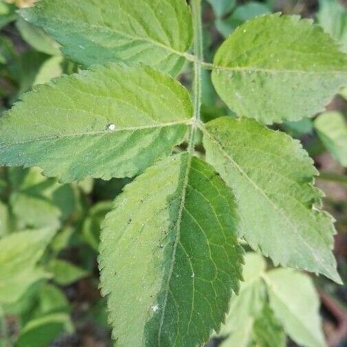 Sambucus nigra Blatt