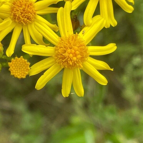 Jacobaea vulgaris Fiore