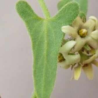Philibertia parviflora ᱥᱟᱠᱟᱢ