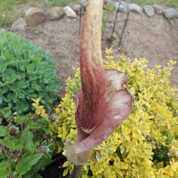Dracunculus vulgaris Λουλούδι