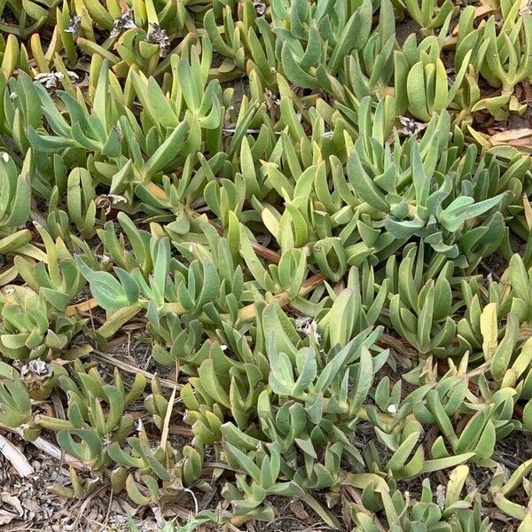 Carpobrotus edulis Deilen