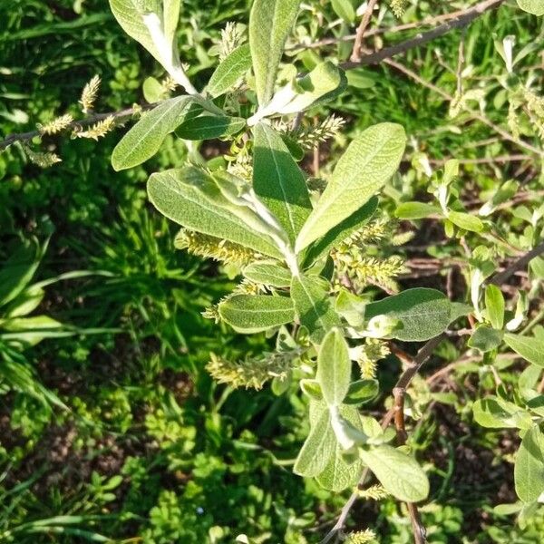 Salix salviifolia Blad