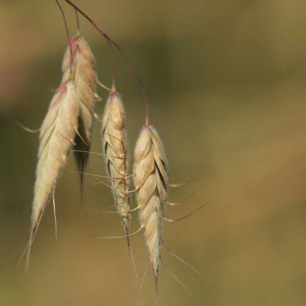 Bromus squarrosus Цвят