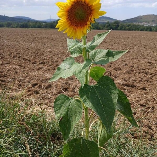 Helianthus annuus आदत