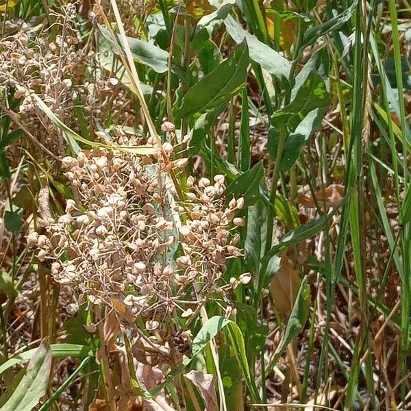 Lepidium draba Habitat