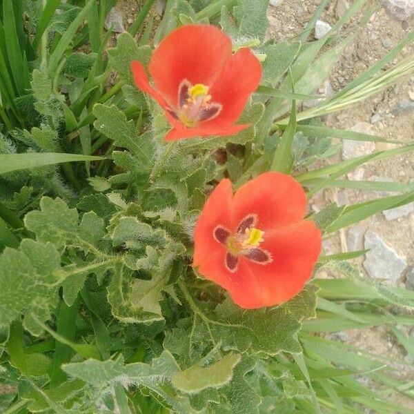 Glaucium corniculatum Blüte