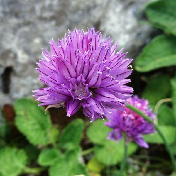 Allium schoenoprasum Kukka