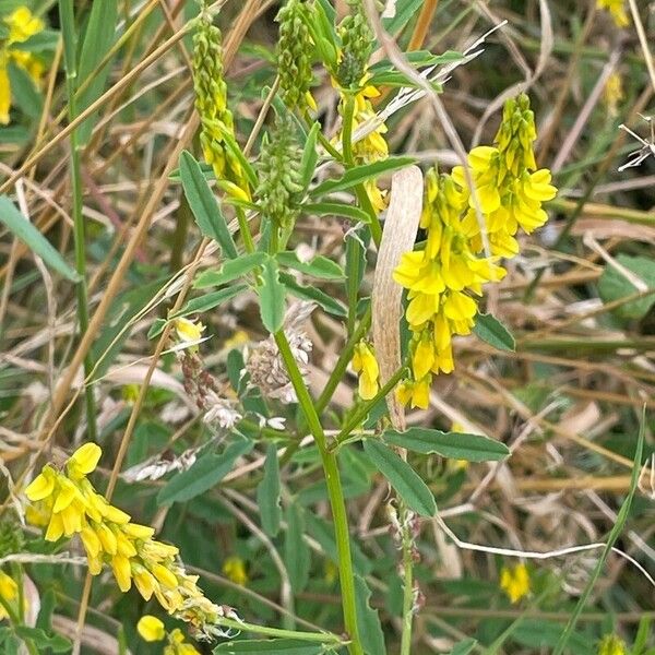 Melilotus officinalis Blatt