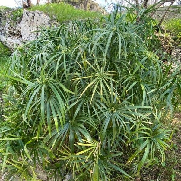 Cyperus alternifolius Hábito