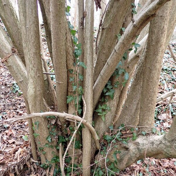 Corylus avellana Muu