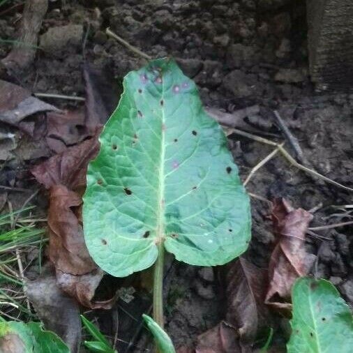 Rumex obtusifolius Folha