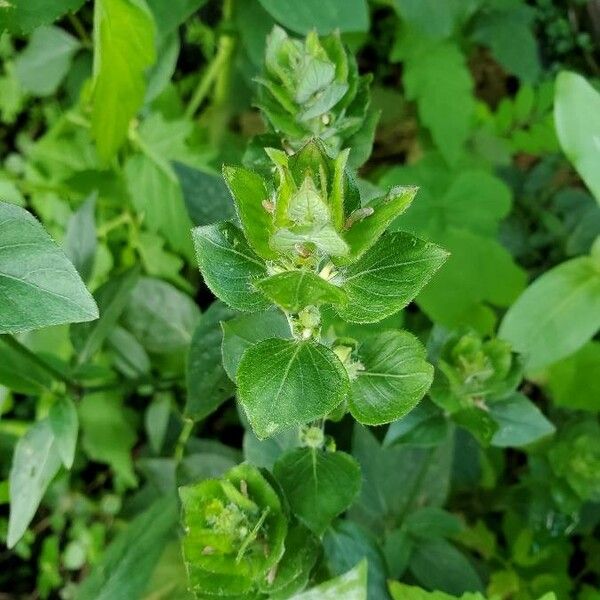 Blechum pyramidatum Fiore