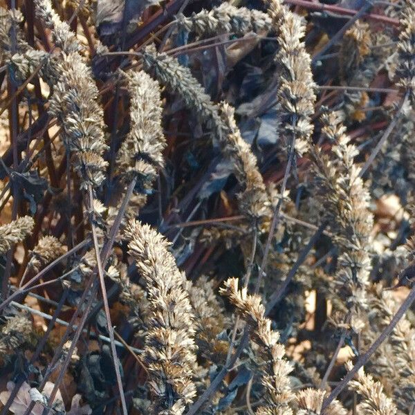 Phalaris aquatica Fruit