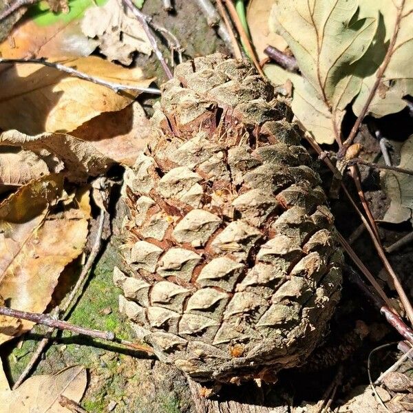 Pinus rigida Fruto