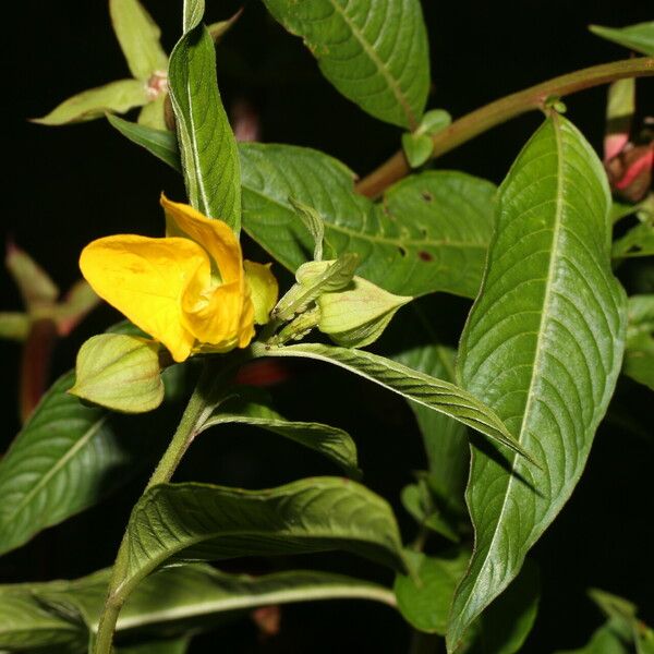 Ludwigia octovalvis Floare