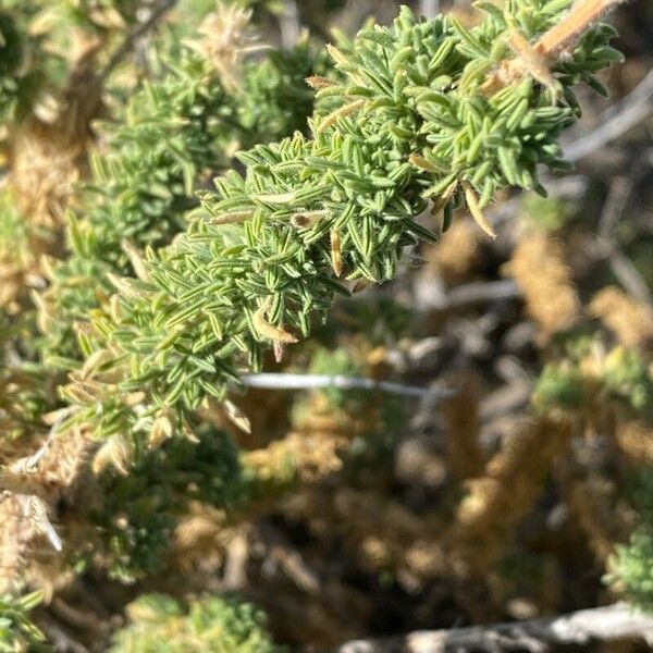 Adenocarpus viscosus Blad