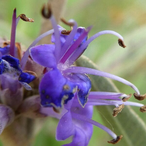 Vitex agnus-castus ᱵᱟᱦᱟ