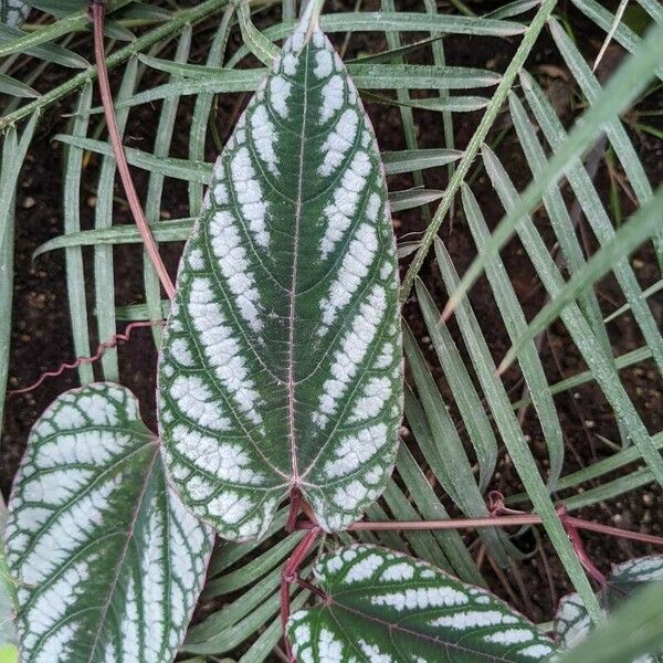 Cissus discolor Leaf