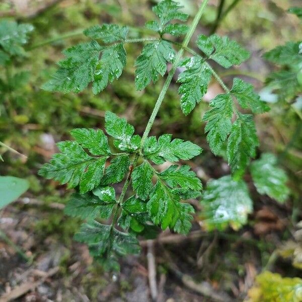 Torilis japonica Hoja