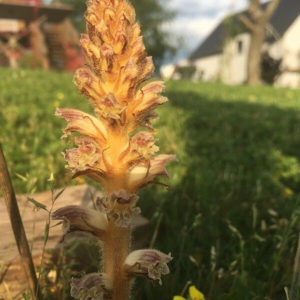 Orobanche alsatica Õis