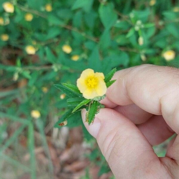 Sida rhombifolia Flor