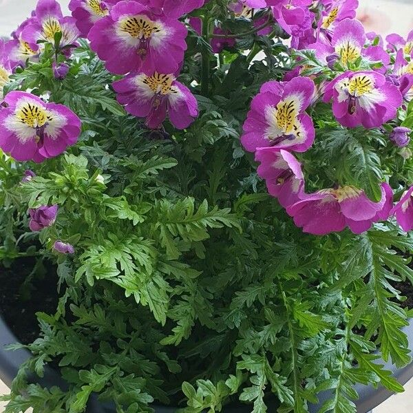 Schizanthus pinnatus Hoja