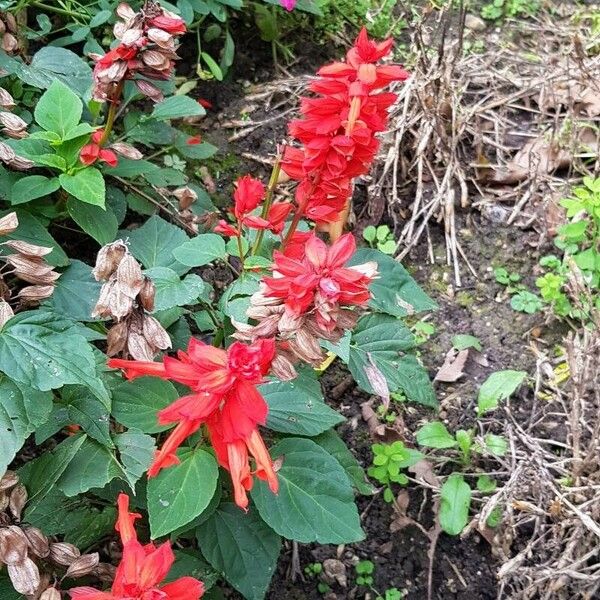 Salvia splendens Buveinė