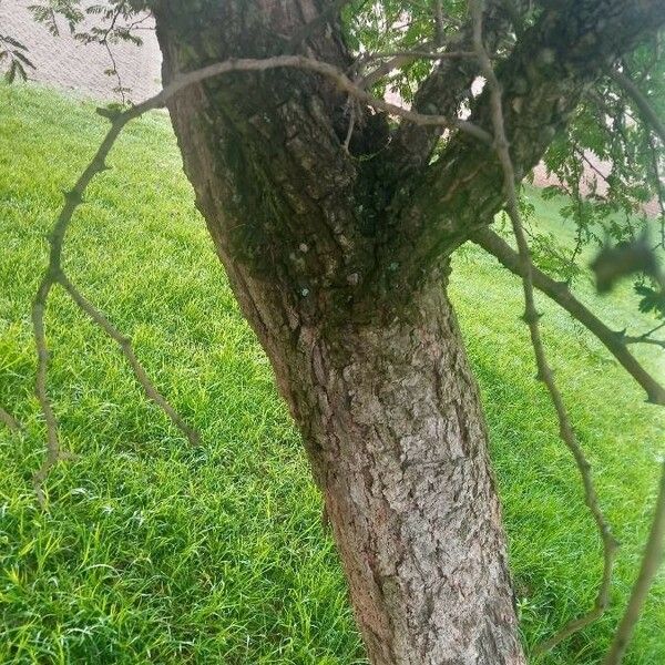 Albizia harveyi Bark