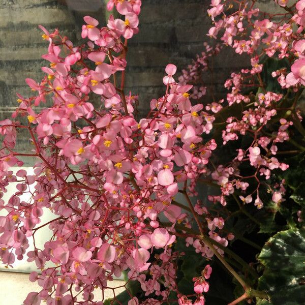 Begonia heracleifolia Fiore