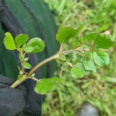 Trianthema portulacastrum Blad