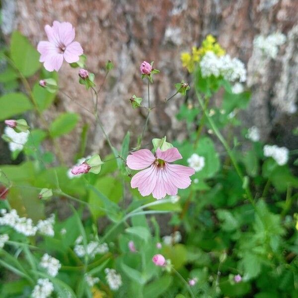 Gypsophila vaccaria Цветок