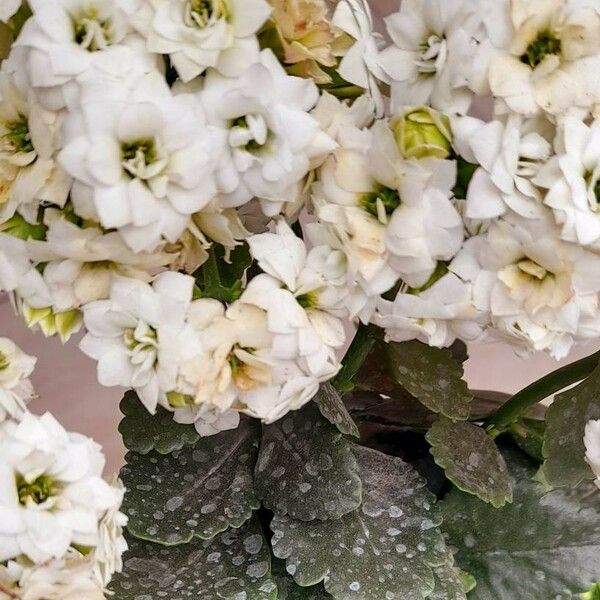 Kalanchoe blossfeldiana Çiçek