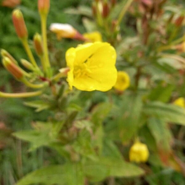 Oenothera × fallax 花