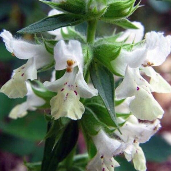 Stachys annua Flor