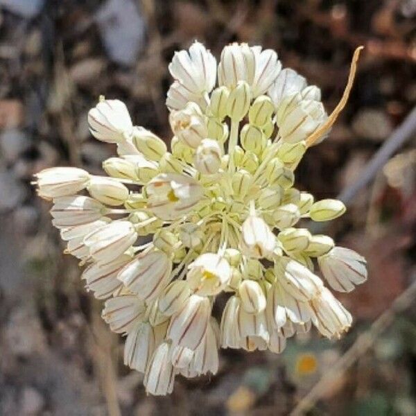 Allium paniculatum Flower