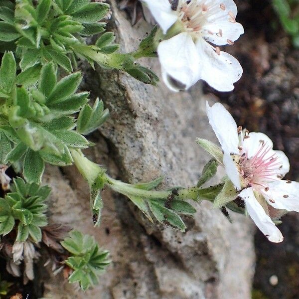 Potentilla nitida Συνήθη χαρακτηριστικά