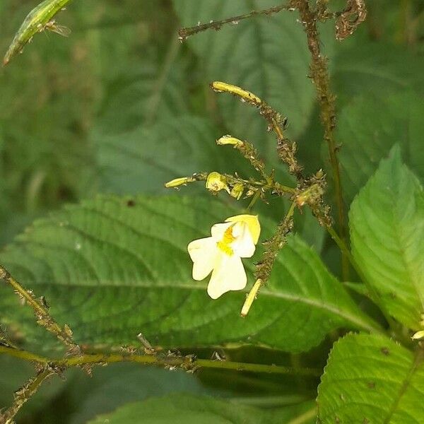 Impatiens parviflora Kwiat