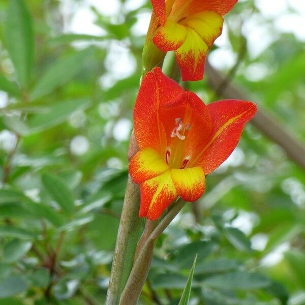 Gladiolus dalenii Blodyn