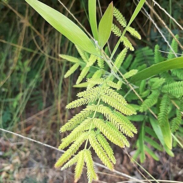 Acacia melanoxylon 葉