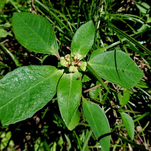 Euphorbia heterophylla ഇല
