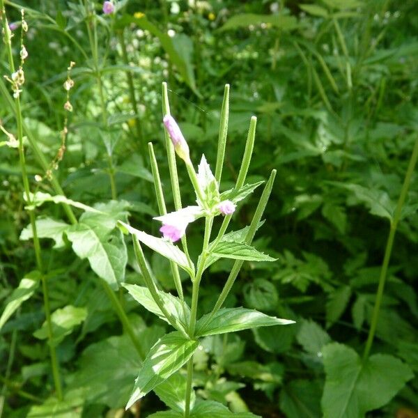 Epilobium alpestre Arall