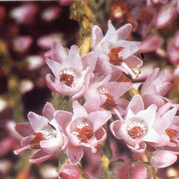 Calluna vulgaris 花
