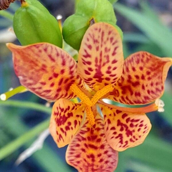 Iris domestica Bloem