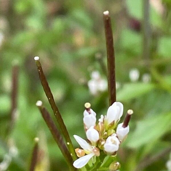 Cardamine parviflora Λουλούδι