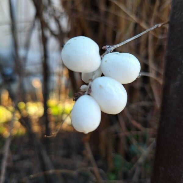 Symphoricarpos albus Frukt