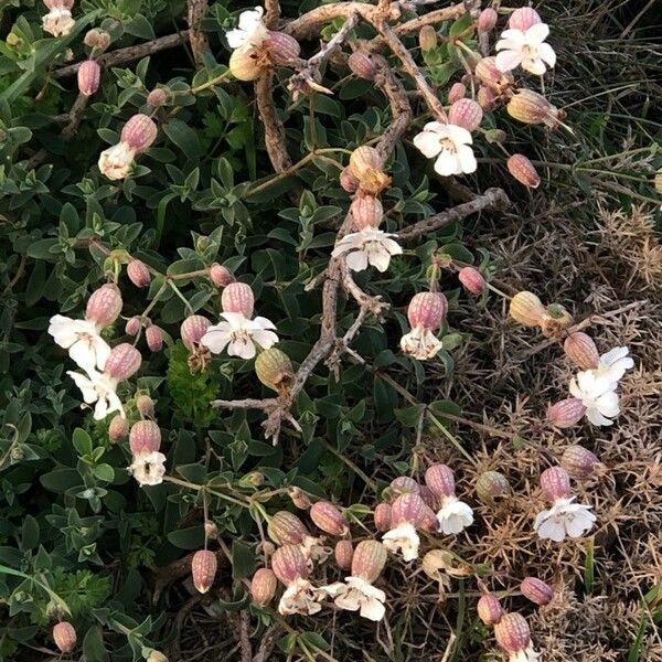 Silene uniflora ശീലം